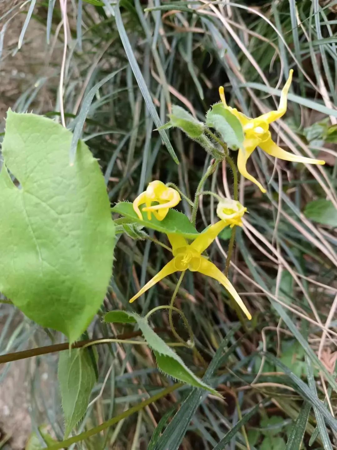 别碰!别采!武汉有新发现 别碰!别采!武汉有新发现